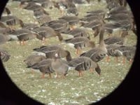 Kolganzen in de Ooypolder, Foto: Gerard Muskens