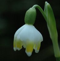 Foto: Jan van der Straaten, Saxifraga