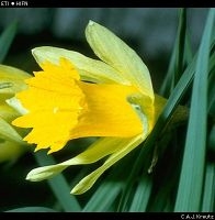 Wilde narcis, Fotograaf: C.A.J. Kreutz