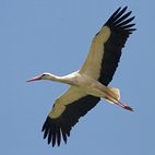 Ooievaar in vlucht (foto: Harvey van Diek)