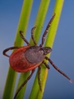 Vrouwtjesteek op stengel (foto: Hans Smid, www.bugsinthepicture.com) 