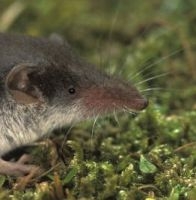 De vrije val van de veldspitsmuizen vormt een risico voor andere schakels in het ecosysteem (Foto: Rollin Verlinde)