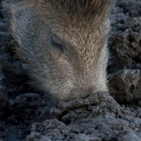 Wroetend wild zwijn (foto: Richard Witte van den Bosch)