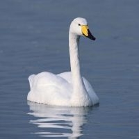 Wilde zwaan (foto: IVN Vecht en Plassengebied)