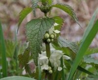 Witte dovenetel, Foto: Arnold van Vliet