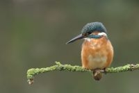 IJsvogel (foto: Vogelbescherming Nederland)