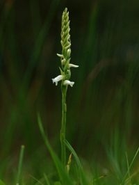 Welriekende schroeforchis (foto: Hans Dekker)