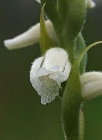 Welriekende schroeforchis (foto: Hans Dekker)