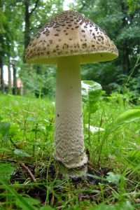 Statige Prachtamaniet in kasteelpark Nijenrode (foto: Gert Immerzeel)