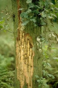 Larven van de eikenprachtkever maken lange slingerende gangen onder de schors waardoor de boom doodgaat (foto: Leen Moraal)