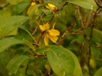 Forsythia (foto: Theo Westra)