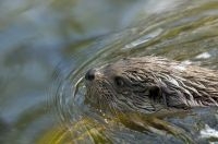 Otter (foto: Hugh Jansman, Alterra)