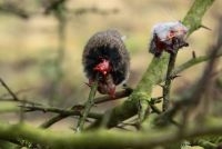 Opgeprikte prooi van Klapekster (foto: Kas Koenraads)