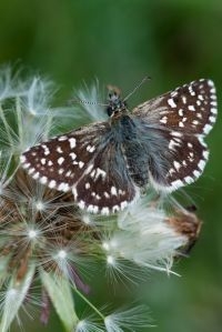 Ondanks koud voorjaar zijn toch flink wat aardbeivlinders geteld (foto: Joost Uittenbogaard)