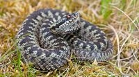 Adder (foto: Jelger Herder)