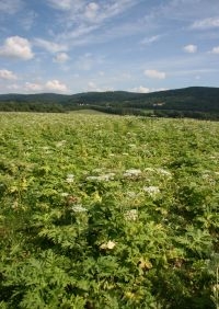 Reuzenberenklauw (Heracleum mantegazzianum) is één van de meest prominente invasieve planten in Europa, die vele hectares weidegrond bedekt. De invasie van deze plek in Tsjechië begon in de jaren ’50 (foto: Jan Pergl)