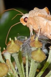 Eén van de meest waargenomen nachtvlinders op klimop: agaatvlinder (foto: Kars Veling)