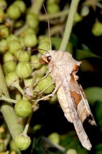 Agaatvlinder (met opgerolde roltong) op klimop (foto: Kars Veling)