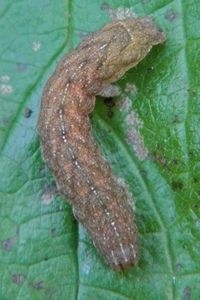 Bruine vorm van de rups van de agaatvlinder (foto: Edo Goverse)