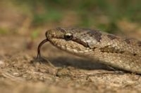 Tongelende gladde slang (foto: Jelger Herder)