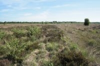 De Peel, habitat van de gladde slang (foto: Arnold van Rijsewijk)