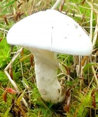 Albino vorm Gele ringboleet (foto: Peter-Jan Keizer)