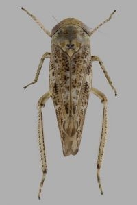 Dwergcicade Allygus communis (foto: Theodoor Heijerman)