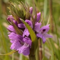 Rietorchis Dactylorhiza majalis subsp. praetermissa nabij Almere (foto: Rien Schot)