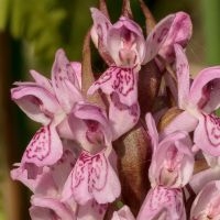 Vleeskleurige orchis Dactylorhiza incarnata subsp. incarnata (foto: Rien Schot)