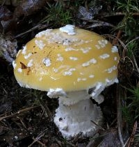 Amanita muscaria var. formosa (foto: Menno Boomsluiter )