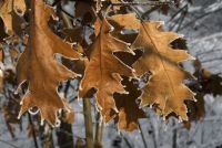 Bruin blad Amerikaanse eik (foto: Saxifraga-Jan van der Straaten)