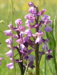 Harlekijn (foto: Saxifraga-Hans Dekker)