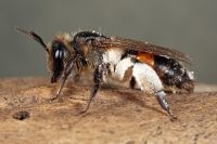 Vrouwtje roodrandzandbij met stuifmeel (foto: Albert de Wilde)