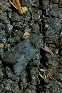 Zwarte witvleugeluil, Amsterdamse Waterleidingduinen (foto: Ben Kruijsen)