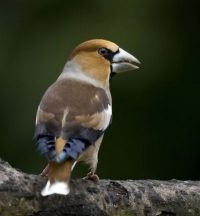 Appelvink (foto: Luc Hoogenstein, Saxifraga)