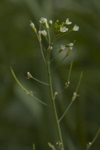 Zandraket, een Arabidopsis-soort (foto: Willem van Kruijsbergen)