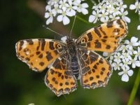 Het in Nederland voorkomende landkaartje ziet er in het voorjaar anders uit dan in de zomer. Wordt dit wellicht ook gereguleerd door hormonen. Landkaartje, voorjaarsvorm (foto: Ab H Baas)