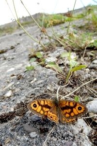 Man argusvlinder op een bunker (foto: Kars Veling)