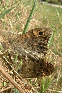 De onderzijde van argusvlinder heeft een prima camouflage (foto: Kars Veling)