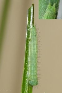 Een wat oudere rups argusvlinder met lichte streep opzij en duidelijke staartjes (zie inzetje) (foto: Kars Veling, inzetje Bram Omon)