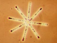 Kiezelalg Asterionella formosa