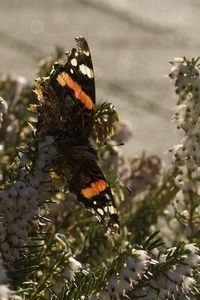 Atalanta op winterheide (foto: Kars Veling)