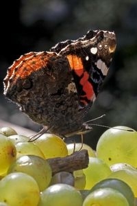 Druiven, maar elke ander fruit, lokt ook atalanta (foto: Kars Veling)