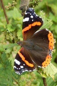 Atalanta is een van de meest bekende trekvlinders, maar tegenwoordig overwintert deze ook in ons land (foto: Kars Veling)