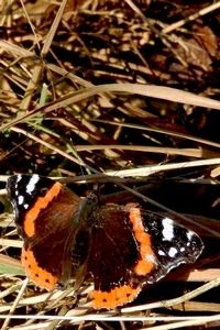 Deze atalanta fladderde in Buren langs bosrand en ging zonnen (foto: Kars Veling)