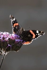 IJzerhard (Verbena) is een heel goede nectarplant voor atalanta’s (foto: Henk Bosma)