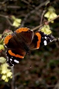 Atalanta op Corylopsis (foto: Kars Veling)