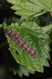 Atalantarups, hier in de zomer op de waardplant brandnetel (foto: Kars Veling)