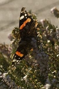 Winterheide is een van de planten waar atalanta voedsel kan vinden in de winter (foto: Kars Veling)