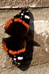 Deze atalanta zoekt warmte op een zonbeschenen muur (foto: Kars Veling)